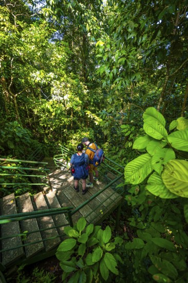 Tourist on the way in the rainforest to Cerro Tortuguero, Tortuguero National Park, Costa Rica, Central America