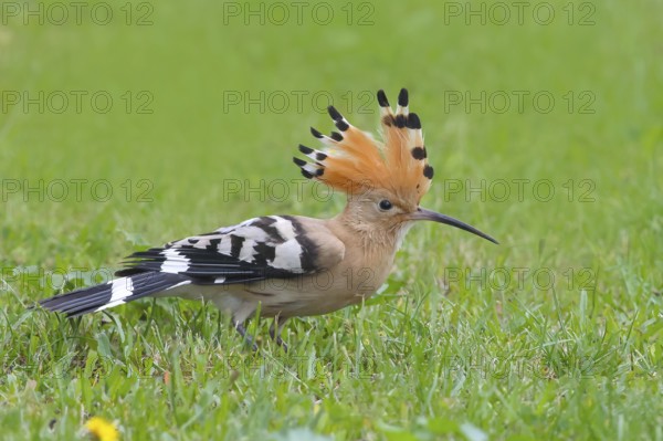 Hoopoe (Upupa epops) standing in the grass, with crest up, wildlife, animals, birds, migratory bird, Siegerland, North Rhine-Westphalia, Germany, Europe