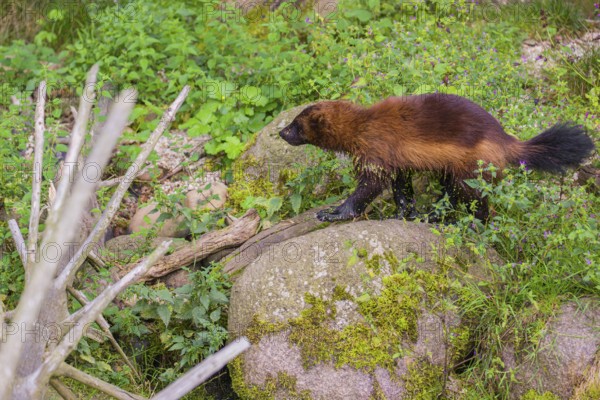 A wolverine (Gulo gulo) stands on a rock in a green meadow, between rocks and logs