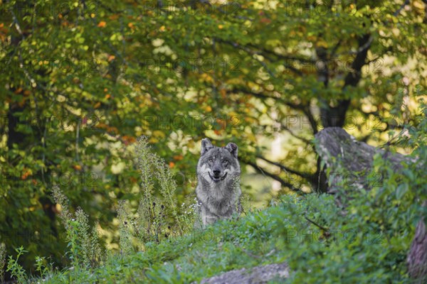 A eurasian gray wolf (Canis lupus lupus) stands on a hill with a colourful fall foliage in the background