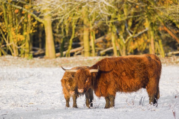 A highland cow (Bos primigenius taurus) and her calf stand at the edge of a forest on a snow-covered pasture