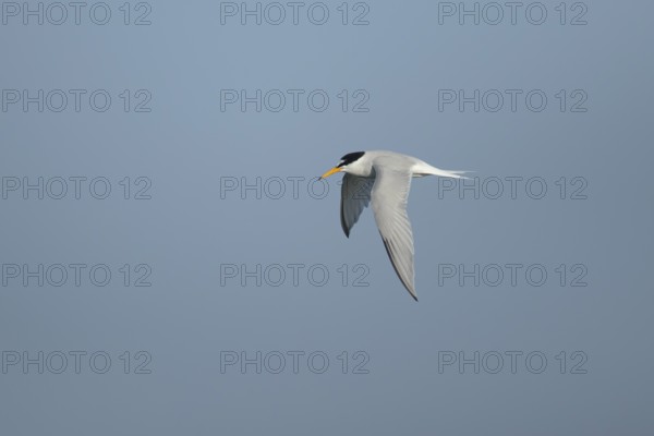 Little tern (Sternula albifrons) adult bird in flight in the summer, England, United Kingdom, Europe