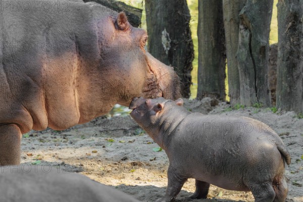 A baby hippopotamus (Hippopotamus amphibius) and its mother standing on a sandy riverbank in an enclosure