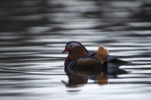 Mandarin duck (Aix galericulata), drake, in the water, with reflection, Heiligenhaus, North Rhine-Westphalia, Germany, Europe