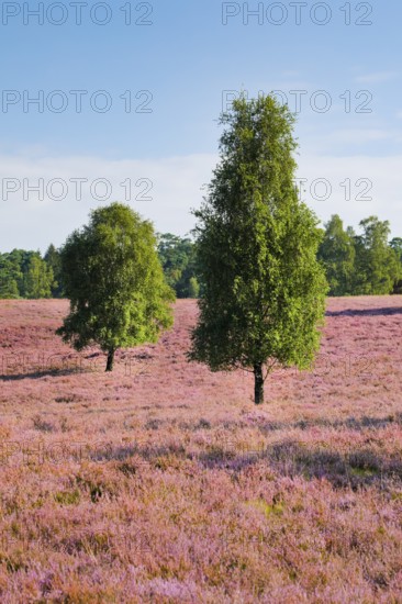 Free-standing birch trees in the blooming Lüneburg Heath, Lower Saxony, Germany, Europe