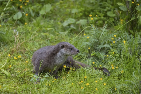 One Eurasian otter (Lutra lutra), resting in a field of yellow flowers (Ranunculus) and green vegetation