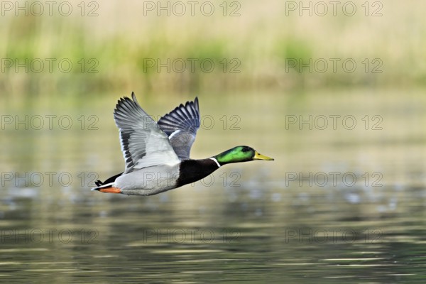 Mallard (Anas platyrhynchos), drake in flight, Switzerland, Europe