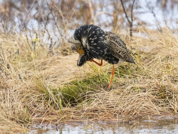 Ruff (Calidris pugnax) male in breeding plumage at lek, scratching its head with its foot, scratching, head, Pokka, Finnish Lapland