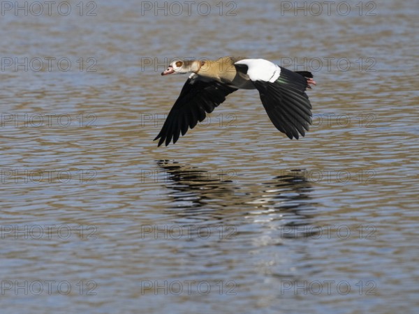 Egyptian goose (Alopochen aegyptiaca), flying over lake, island of Texel, Holland