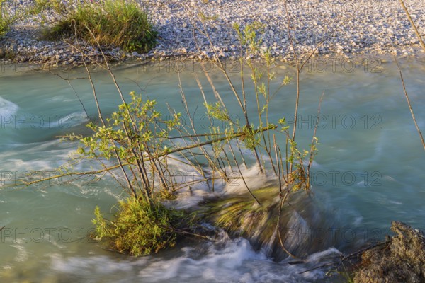 Isar valley nature conservancy area. The wild Isar river flows through its gravel bed past driftwood and entrained trees and bushes . Early morning