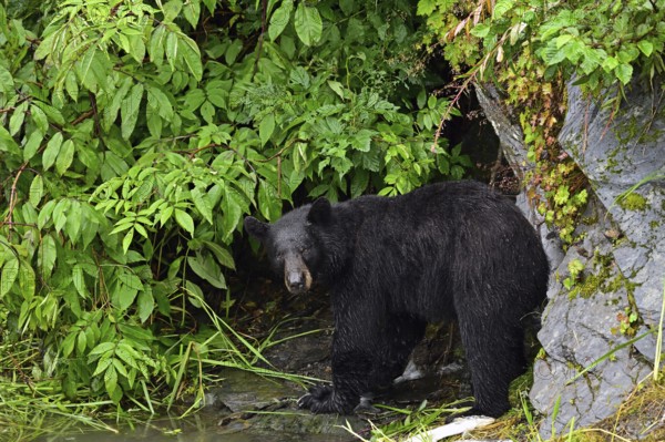 American Black Bear (Ursus americanus) at the edge of the forest, rainforest, Prince William Sound