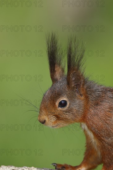 Eurasian red squirrel (Sciurus vulgaris) adult animal, animal portrait, head portrait, mammal, wildlife, Wilnsdorf, North Rhine-Westphalia, Germany, Europe