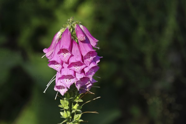 Common foxglove (Digitalis purpurea), flowers, from the plantain family, highly toxic, deadly poisonous plant, Wilnsdorf, North Rhine-Westphalia, Germany, Europe