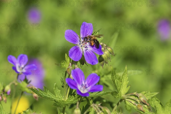 Flowering wild Wood cranesbill (Geranium sylvaticum) with a pollinating bee a sunny summer day