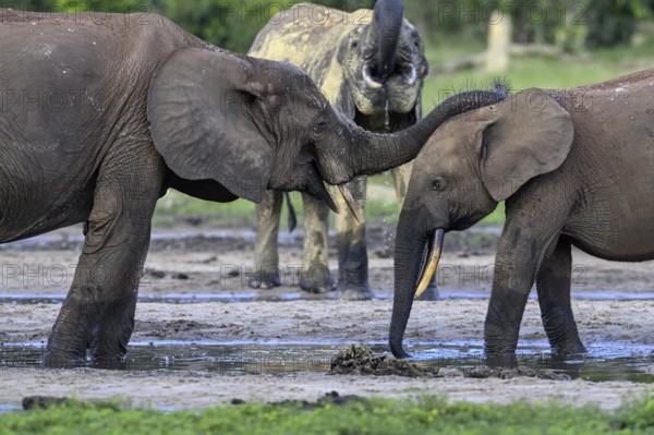 African forest elephants (Loxodonta cyclotis) in the Dzanga Bai forest clearing, Dzanga-Ndoki National Park, Unesco World Heritage Site, Dzanga-Sangha Complex of Protected Areas (DSPAC), Sangha-Mbaéré Prefecture, Central African Republic, Africa