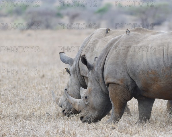 Southern white rhinoceroses (Ceratotherium simum simum), two adult males feeding on dry grass, with three red-billed oxpeckers (Buphagus erythrorynchus) on their backs and head, Kruger National Park, South Africa, Africa