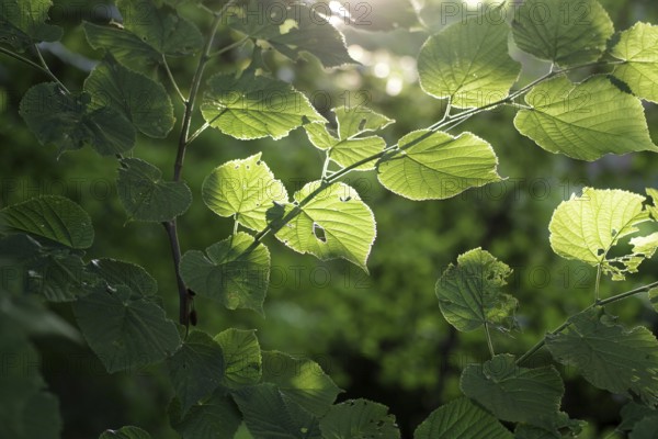 Linden tree (Tilia), leaves, branch, green, sunlight, The leaves of the lime tree are illuminated by the sun. Some leaves on the branch glow brightly from the sunlight