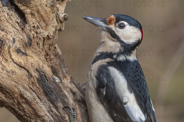 Great Spotted Woodpecker (Dendrocopos major) on a branch in the forest. Bas-Rhin, Alsace, Grand Est, France, Europe