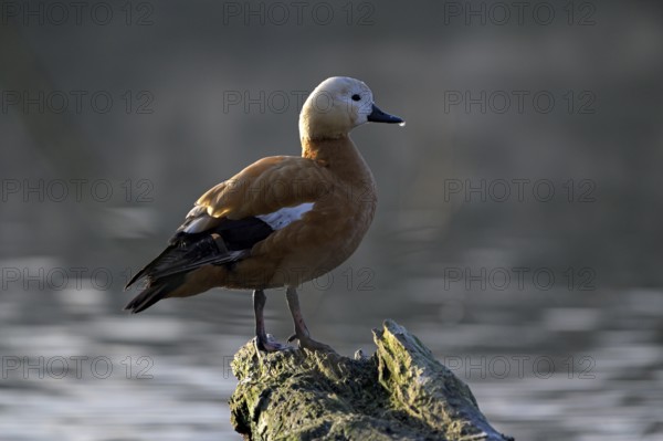 Ruddy shelduck (Tadorna ferruginea), Heiligenhaus, North Rhine-Westphalia, Germany, Europe