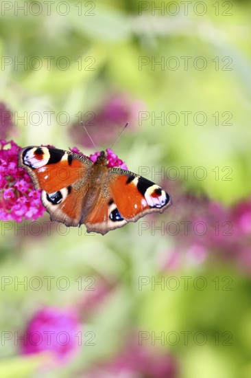 Peacock butterfly (Inachis io) sucking nectar on butterfly bush (Buddleja davidii), in a natural environment in the wild, close-up, wildlife, insects, butterflies, butterflies, Wilnsdorf, North Rhine-Westphalia, Germany, Europe