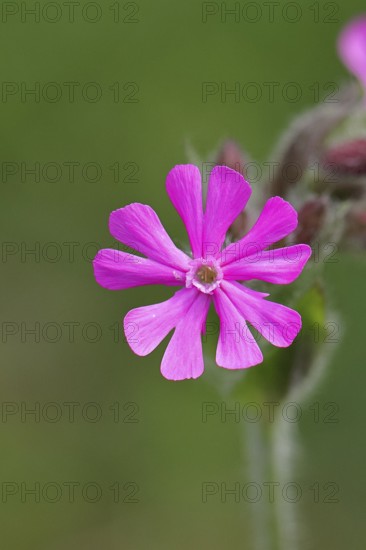 Red campion (Silene dioica), close-up of a flower in a meadow, Wilnsdorf, North Rhine-Westphalia, Germany, Europe