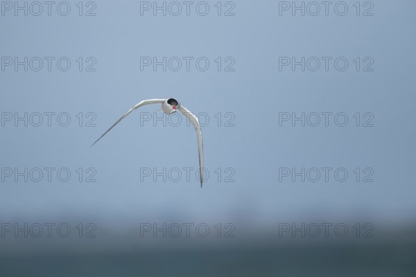 Common tern (Sterna hirundo) adult bird in flight with a fish in its beak, Suffolk, England, United Kingdom, Europe