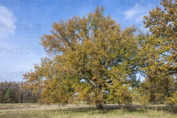 English oak (Quercus robur), autumn colours, blue sky, white clouds, Lower Saxony, Germany, Europe