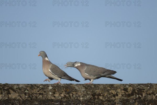 Wood pigeon (Columba palumbus) two adult birds with one chasing the other during their courtship display on an urban rooftop, England, United Kingdom, Europe