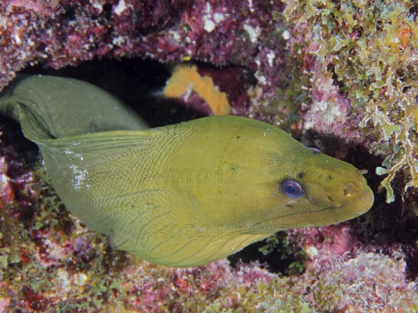 A Green moray (Gymnothorax funebris) looks out of a hiding place. Dive site John Pennekamp Coral Reef State Park, Key Largo, Florida Keys, Florida, USA, North America