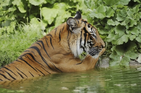 Sumatran tiger (Panthera tigris sumatrae) in water, captive, native to Sumatra, Indonesia, Asia