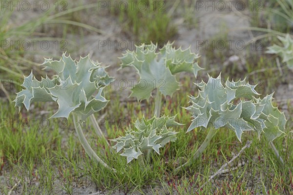 Sea holly (Eryngium maritimum), Camargue, Provence, southern France