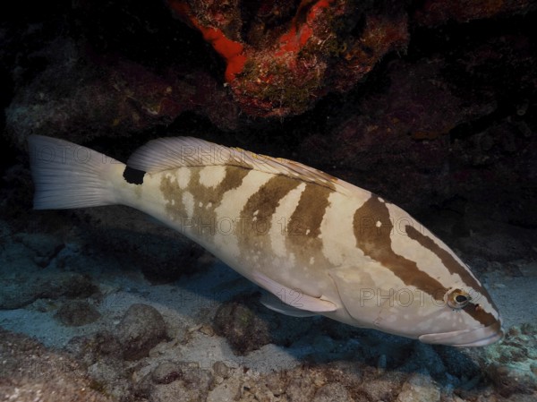 A fish with a striped pattern, Nassau grouper (Epinephelus striatus), hides under a rock on the coral reef. Dive site John Pennekamp Coral Reef State Park, Key Largo, Florida Keys, Florida, USA, North America