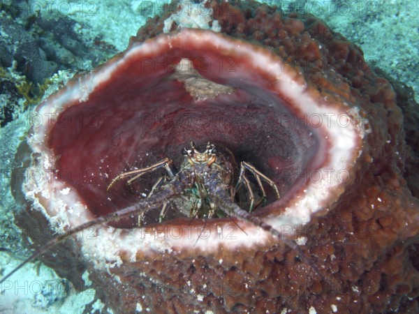 A caribbean spiny crayfish (Panulirus argus) sits in a Caribbean vase sponge (Xestospongia muta) under water. Dive site John Pennekamp Coral Reef State Park, Key Largo, Florida Keys, Florida, USA, North America