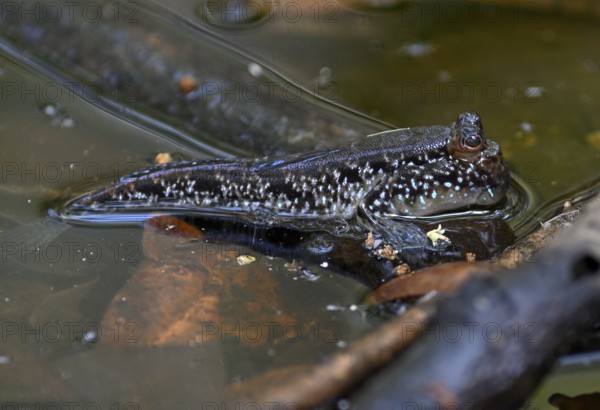 Atlantic mudskipper (Periophthalmus barbarus), Loango National Park, Parc National de Loango, Ogooué-Maritime Province, Gabon, Africa