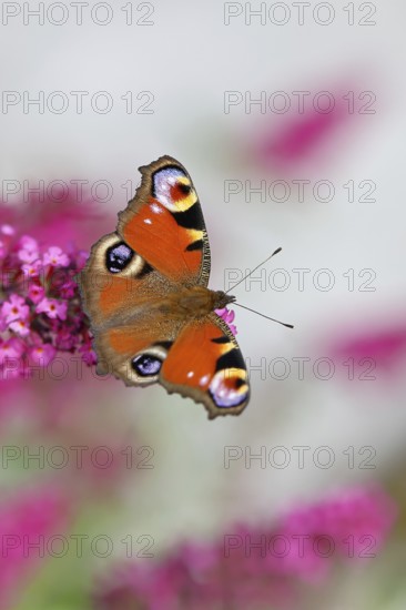 Peacock butterfly (Inachis io) sucking nectar on butterfly bush (Buddleja davidii), in a natural environment in the wild, close-up, wildlife, insects, butterflies, butterflies, Wilnsdorf, North Rhine-Westphalia, Germany, Europe