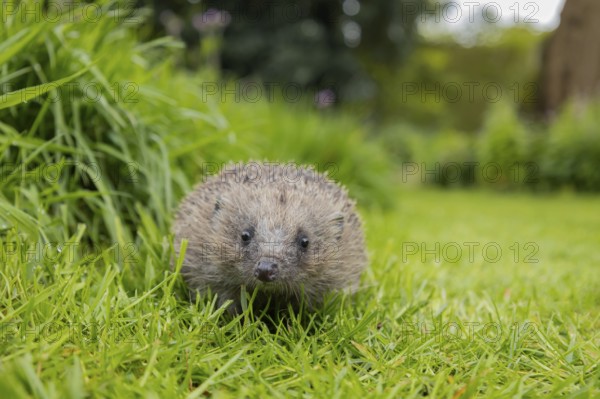 European hedgehog (Erinaceus europaeus) adult animal on a garden grass lawn next to a patch of long grass, Suffolk, England, United Kingdom, Europe