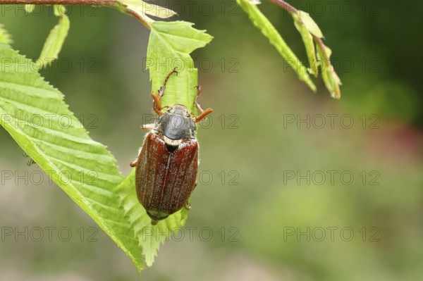 Northern cockchafer (Melolontha hippocastani), male, on leaves of a hornbeam (Carpinus betulus), Wilnsdorf, North Rhine-Westphalia, Germany, Europe