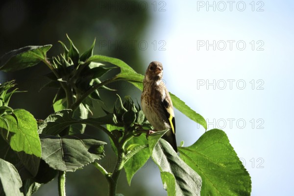 Goldfinch, Germany, Europe