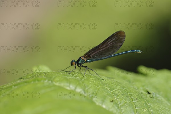 Blue-winged damselfly with closed wings on a leaf, close-up, Wilnsdorf, North Rhine-Westphalia, Germany, Europe