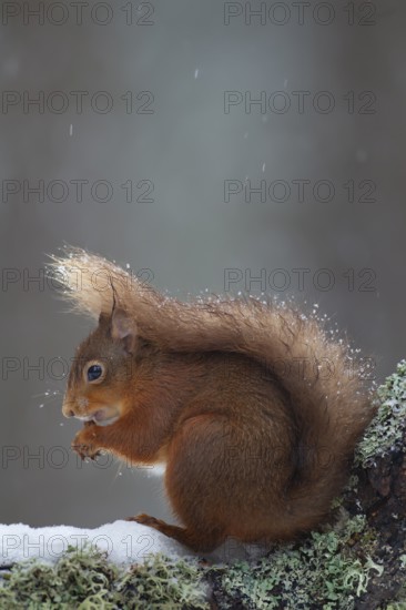 Red squirrel (Sciurus vulgaris) adult animal feeding on a nut on a tree branch covered in snow in winter, Scotland, United Kingdom, Europe