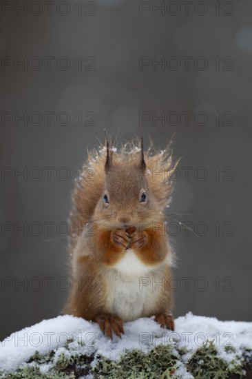 Red squirrel (Sciurus vulgaris) adult animal feeding on a nut on a tree branch covered in snow in winter, Scotland, United Kingdom, Europe