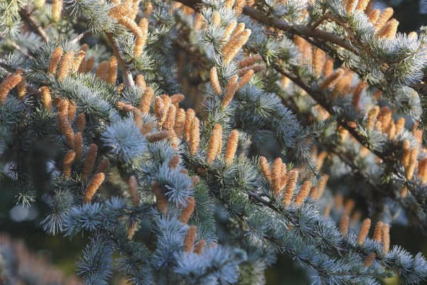 Cedar (Cedrus), North Rhine-Westphalia, Germany, Europe