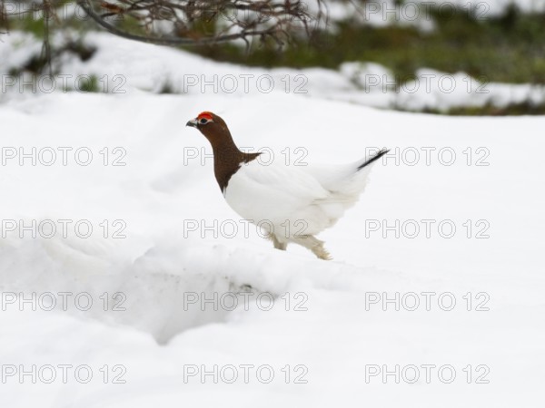 Willow ptarmigan (Lagopus lagopus) male, changing into summer plumage, walking through snowfield, May, Finnish Lapland