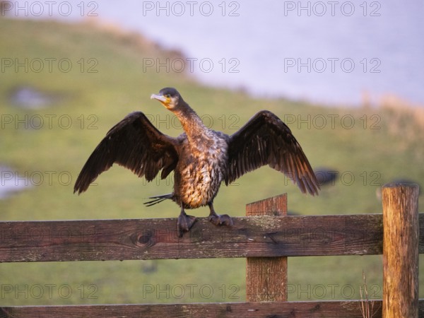 Great Cormorant (Phalacrocorax carbo), immature, sitting on wooden fence, drying its wings, island Texel, Holland