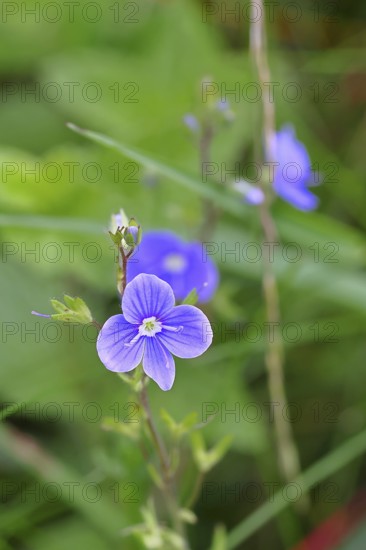 Gamander speedwell (Veronica chamaedrys), medicinal plant, Wilnsdorf, North Rhine-Westphalia, Germany, Europe