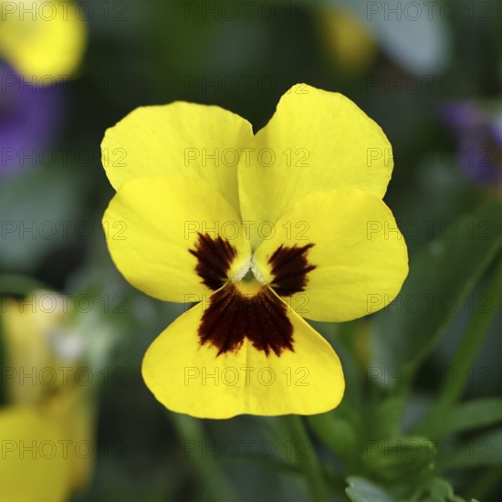 Horned violet (Viola cornuta hybrid), pansy, yellow flower, plants, flowers, violet family, Wilnsdorf, North Rhine-Westphalia, Germany, Europe