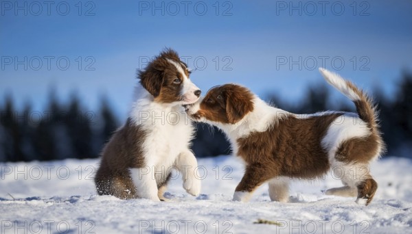 KI generated, dog, dogs, puppy, one, two, three, play, snow, winter, autumn leaves, blue sky, Kromfohrländer, Fox Terrier, (Canis lupus familiaris), German dog breed, rough coat, smooth coat, studio, AI generated