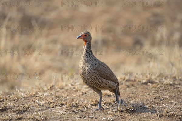 Swainson's spurfowl (Pternistis swainsonii) in dry grass, Kruger National Park, South Africa, Africa