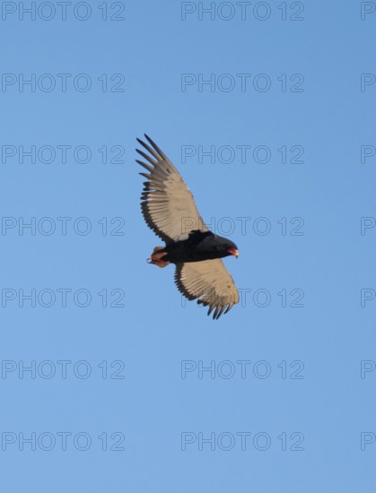 Bateleur (Terathopius ecaudatus), adult, in flight against a blue sky, Etosha National Park, Namibia, Africa