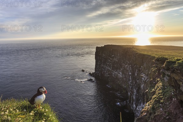 Puffin (Fratercula arctica) sitting in the grass on a cliff by the sea, evening light, midnight sun, bird cliffs, bird colony, summer, Latrabjarg, Westfjords, Iceland, Europe